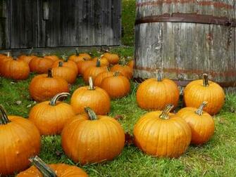 Halloween Image Pumpkins Everywhere HD