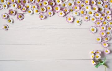Wallpaper Background Board Summer Flower Pink Daisy Image