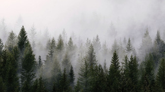 Foggy Tree Wallpaper