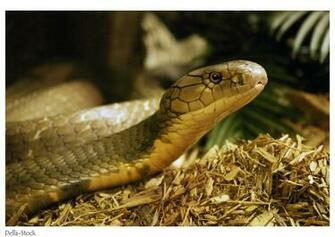 King Cobra Wallpaper Animal Biography Hot Photos Videos