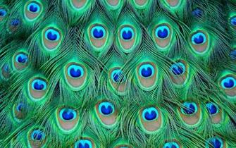 Peacock Desktop Wallpaper Image