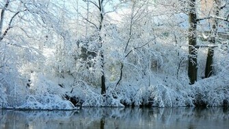Winter Trees Background Wallpaper HD Desktop