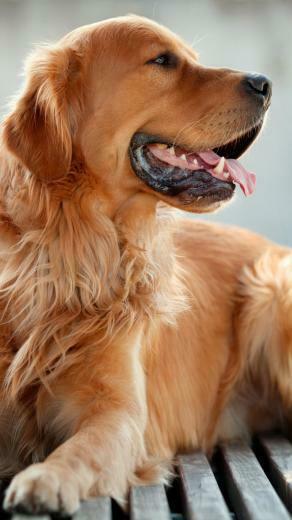Golden Retriever Dog Pure 4k Ultra HD