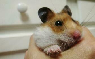 Pics Photos Cute Hamster Wallpaper Other Pets And