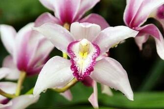 Orchids Cool Wallpaper Beautiful Orchid Flowers