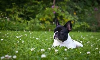 Cute French Bulldog Dog HD Wallpaper