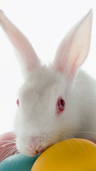Cute Easter Bunny HD Wallpaper For iPhone Site