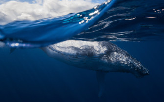 Majestic Whale Underwater HD Wallpaper