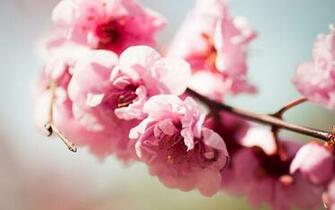 Flowers Wallpaper Pictures Spring Background Pink