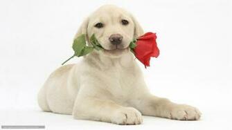 Wallpaper Dog Puppy Labrador Retriever