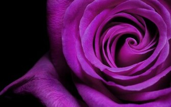 Wallpaper Violet Tulip
