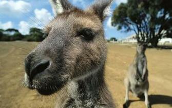 HD Kangaroo Wallpaper HDwallsource