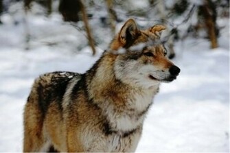 Lone Wolf Wallpaper