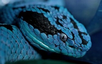 HD Snakes Wallpaper And Photos Animals