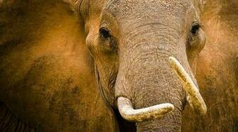 Photo Contest Wallpaper Week National Geographic Magazine