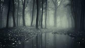 Dark Forest Wallpaper Desktop Beautiful Work In