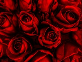 Red Roses Wallpaper Wide HD
