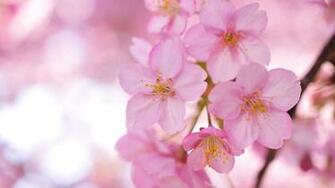 Pink Flowers Wallpaper