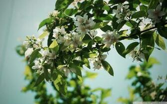 Jasmine Flower Tree Wallpaper Amp Image Live HD
