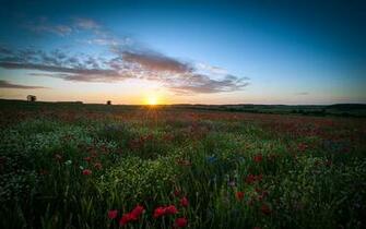 Sunrise Over The Poppy Field Interfacelift Wallpaper
