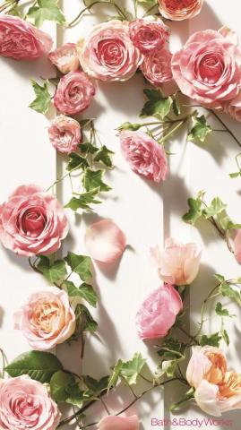 Rose iPhone Wallpaper Pink Roses For Mobile