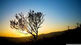 Tree Silhouette Sunrise Wallpaper