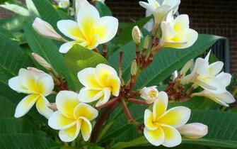 Tropical Flowers
