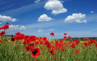 Background Spring Wallpaper Top Best HD For Desktop