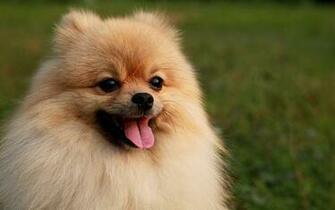 Pomeranian Puppies Puppy HD Photos HDwallpaperbackground