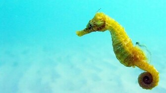 Seahorse Wallpaper HD