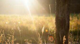 Stock Photo Of Field Summer Sun