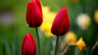 Red Tulip Flower HD Wallpaper New