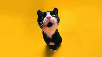 Wallpaper Funny Cat HD 1080p Upload At August By