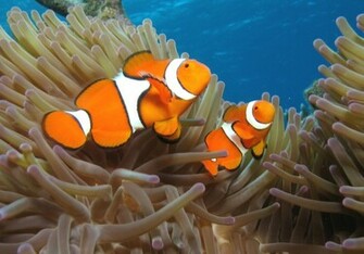 Clown Fish Wallpaper For Desktop Fishes