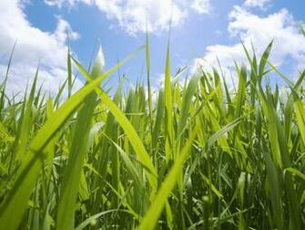 Apple Grass Wallpaper