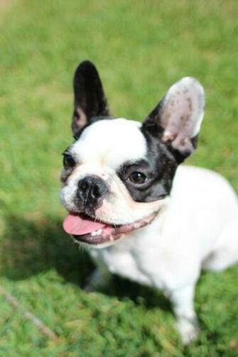 French Bulldog Wallpaper HD