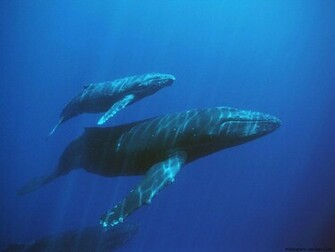 Blue Whale Wallpaper