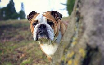 English Bulldog My Doggy Rocks