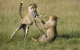 Cute Cheetah Cubs Wallpaper