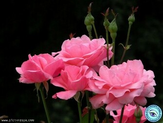 Pink Roses With Black Background Picture Wallpaper In