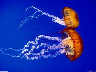 Lea Michele Monterey Bay Aquarium Wallpaper