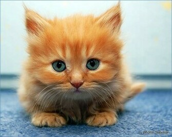 Funny Baby Cats Desktop Background Wallpaper