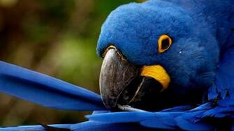 Birds Animals Parrots Hyacinth Macaw Wallpaper