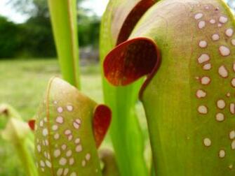 Sarracenia Minor Var Okefenokeensis Photos