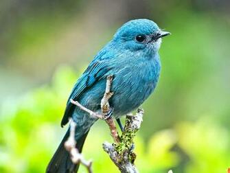 Large Blue Bird Wallpaper