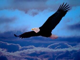 Wallpaper For Desktop Dowload Title Eagle