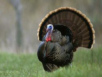 Spy Animals Turkeys You Won T Eat For Thanksgiving