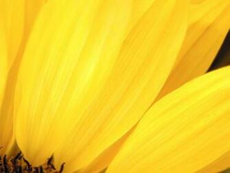 And White Wallpaper Yellow Flower Close Up Photo