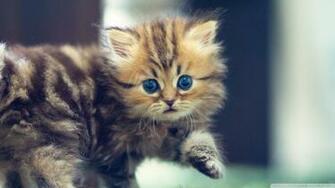 Pics Photos Funny Kitten Wallpaper For