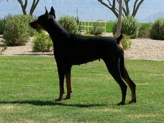 Doberman Pinscher Wallpaper